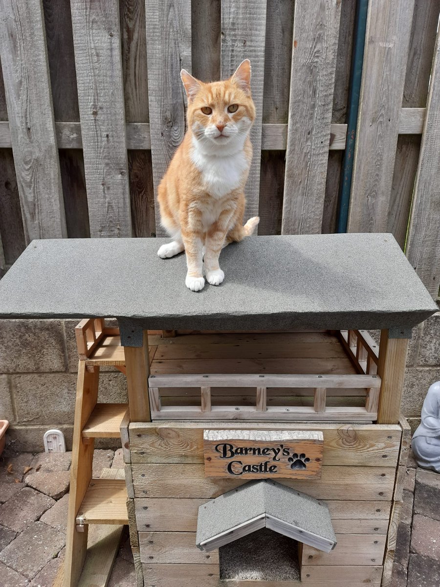 Welcome to my kingdom! 👑 Have a great Sunday everyone 😺🏰 #kingofthecastle #catboxsunday #hedgewatch #CatsOfTwitter #CatsOnTwitter #gingercat #cat