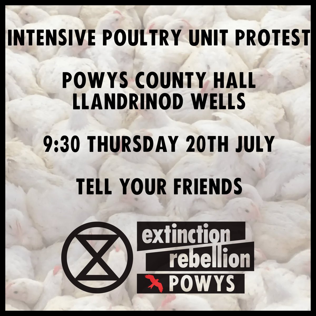 Protest at County Hall starting 9:30 on Thursday 20th! All concerned individuals and organisations are invited to stand with us to demand a stop to the harm caused by Intensive Poultry Units.