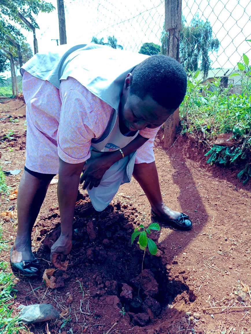 tree_adoptionug's tweet photo. CooP-Uganda has a vision to execute various social enterprise bicycle projects where people are empowered and equipped with bicycles.We donated 500 trees for people to develop the environment while cycling out of poverty (CooP). https://t.co/w1yAC1A6dY