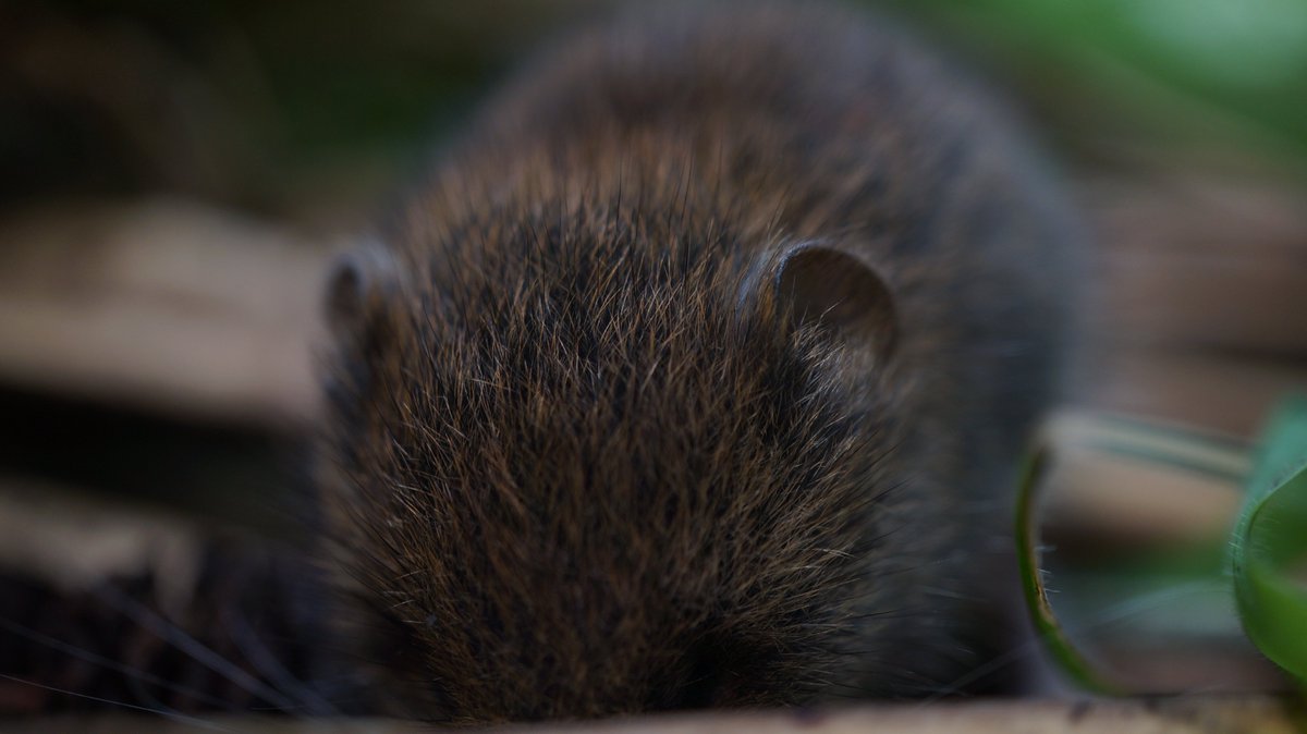 ChristosA89's tweet photo. 2/2: him, so no doubt he had developed this lack of fear avoidance behaviour due to being host to rodent parasitism. I placed him in short vegetation to live out the rest of his days as peaceful as possible. @Colne_Valley @WildLondon #Parasitism #ExtendedPhenotype https://t.co/cu5imTNECz