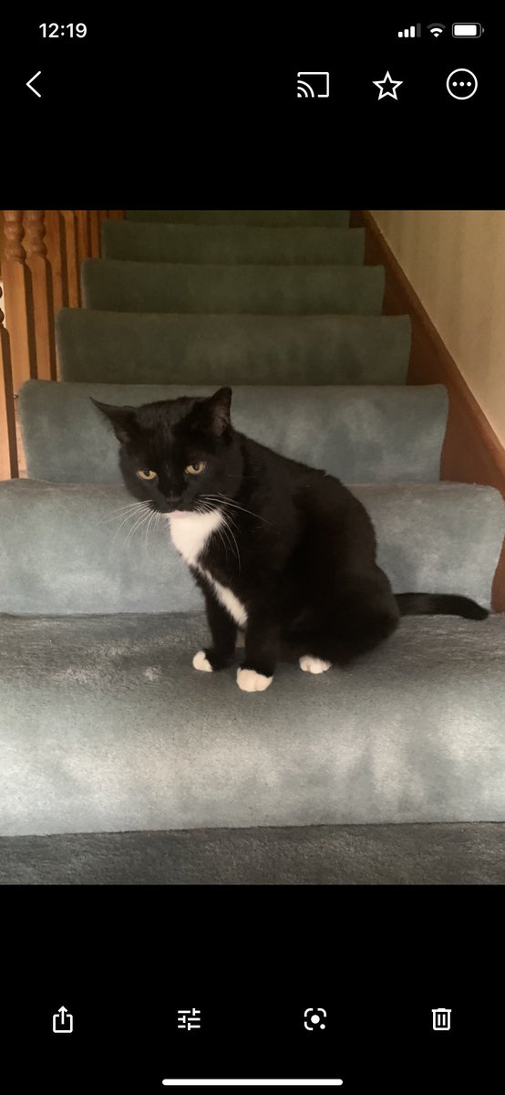 CherlyGsy's tweet photo. This little lady is 14 today but thinks she’s still a kitten #Holly https://t.co/41tZhkqCDD