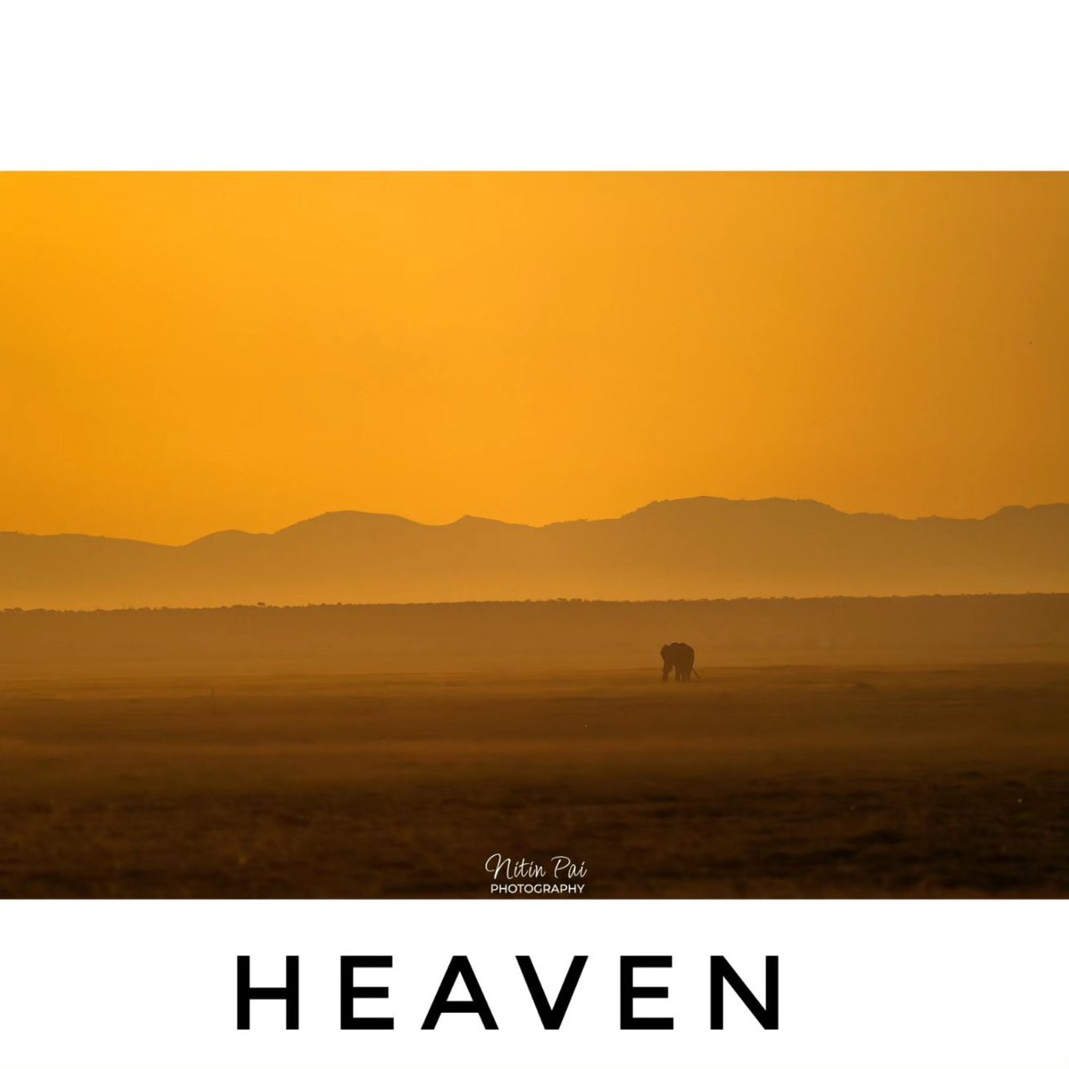 pai_nitin's tweet photo. Have you been here yet

Amboseli
Kenya

#kenya #wildlife #z9nikon https://t.co/UzuvyO1VuB