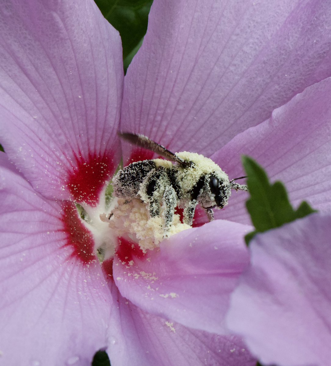 TaniBergeron's tweet photo. I’ve never seen a bee so covered in pollen! #TwitterNatureCommunity #CTNatureFans #bees #SummerVibesChallenge https://t.co/sv0GGCOZTp