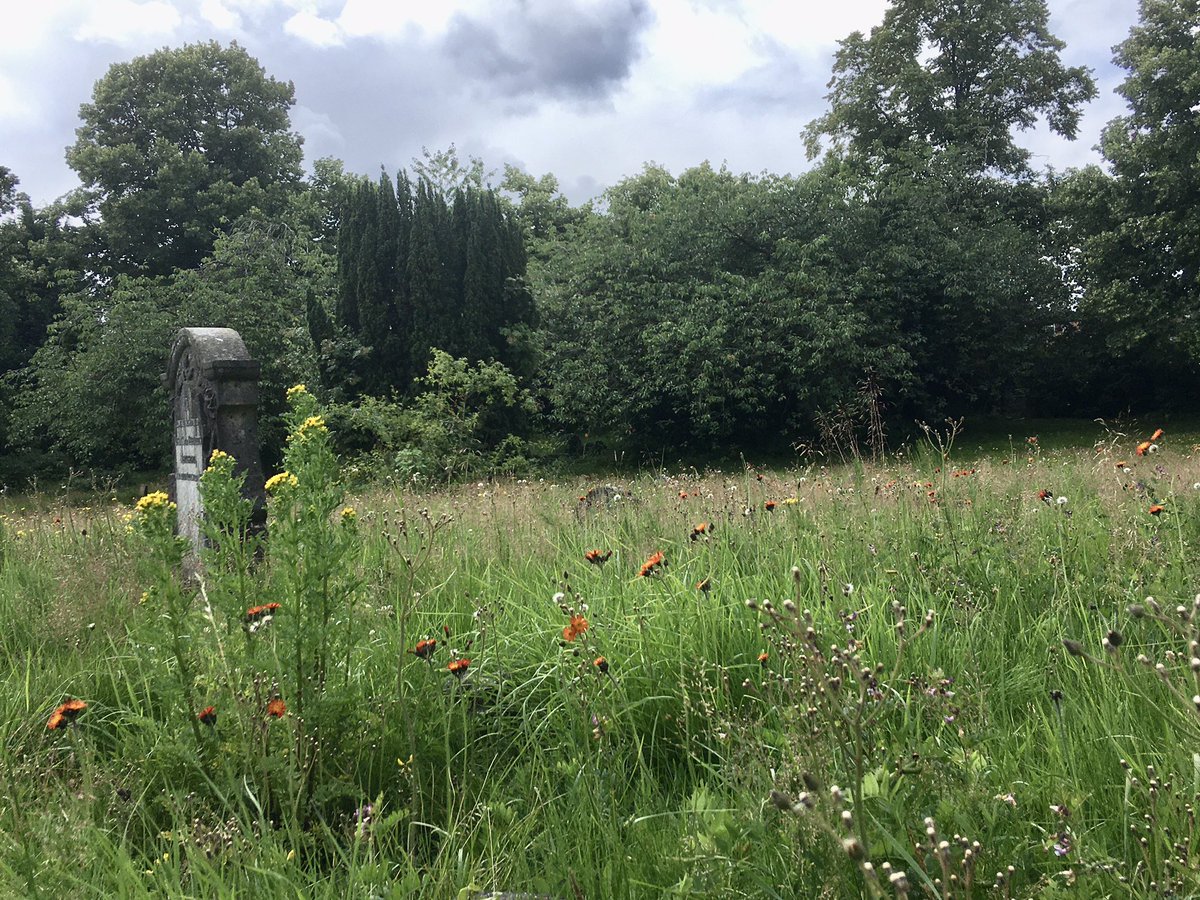 FloralRainbowAW's tweet photo. Had a #MiddayWalk lots of Gatekeeper, Meadow brown & Large white butterflies in our local cemetery, Knapweed growing for the first time, met a couple bemoaning the ‘state of it’ tried to explain the benefits of being ‘untidy’ think we failed 🤷♀️💚 #TidyBrigade https://t.co/pBUKKmvk4z