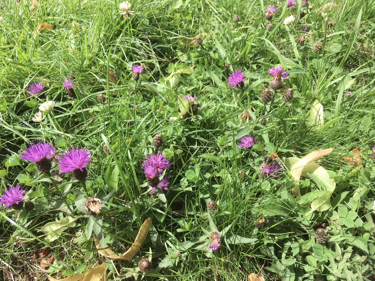 FloralRainbowAW's tweet photo. Had a #MiddayWalk lots of Gatekeeper, Meadow brown & Large white butterflies in our local cemetery, Knapweed growing for the first time, met a couple bemoaning the ‘state of it’ tried to explain the benefits of being ‘untidy’ think we failed 🤷♀️💚 #TidyBrigade https://t.co/pBUKKmvk4z