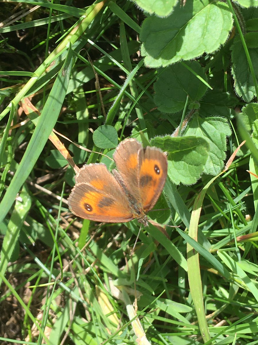 FloralRainbowAW's tweet photo. Had a #MiddayWalk lots of Gatekeeper, Meadow brown & Large white butterflies in our local cemetery, Knapweed growing for the first time, met a couple bemoaning the ‘state of it’ tried to explain the benefits of being ‘untidy’ think we failed 🤷♀️💚 #TidyBrigade https://t.co/pBUKKmvk4z