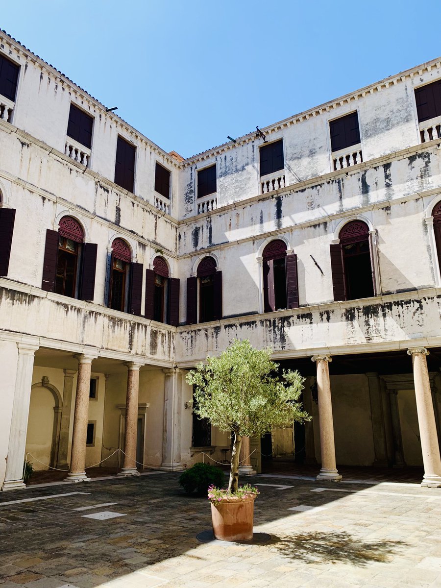 A tree grows in Venice. #lonelytree #palazzogrimani #savethetrees
