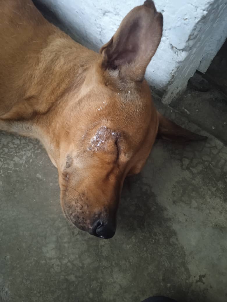 apoyocanino's tweet photo. Amigos con carácter de #Urgencia necesitamos un hogar temporal en #Carabobo 
Los vecinos golpean a este perrito comunitario cuando pide comida o afecto y tenemos pueden terminar asesinándolo
La RAC apoyará en su alimentación y búsqueda de adopción
Contacto 0412-5795220 https://t.co/WM22ylYHXd