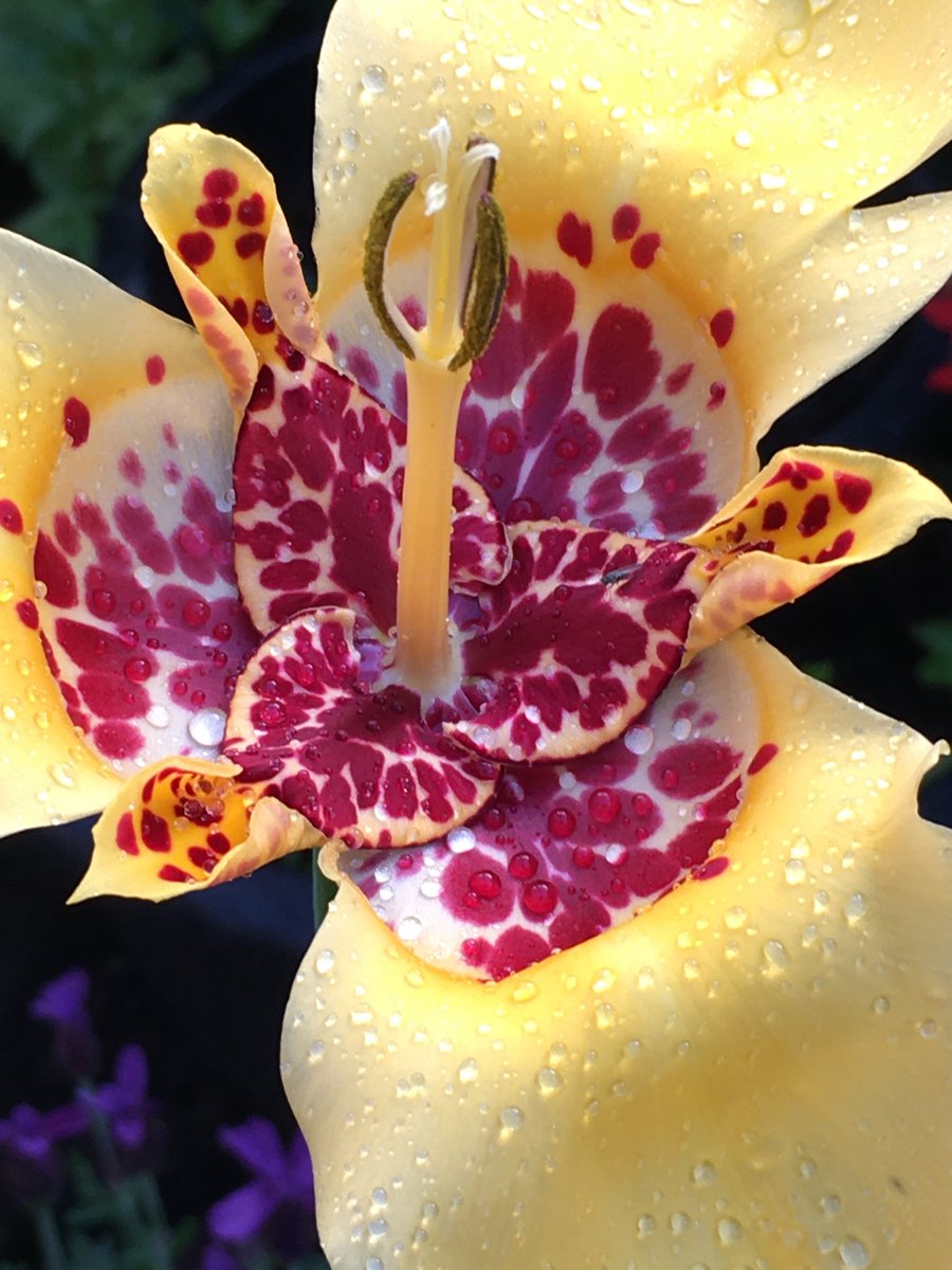 SarahSeclusive's tweet photo. #SundayYellow almost 🧐 #Tigridia #GardeningTwitter https://t.co/qrUHqJk8KX