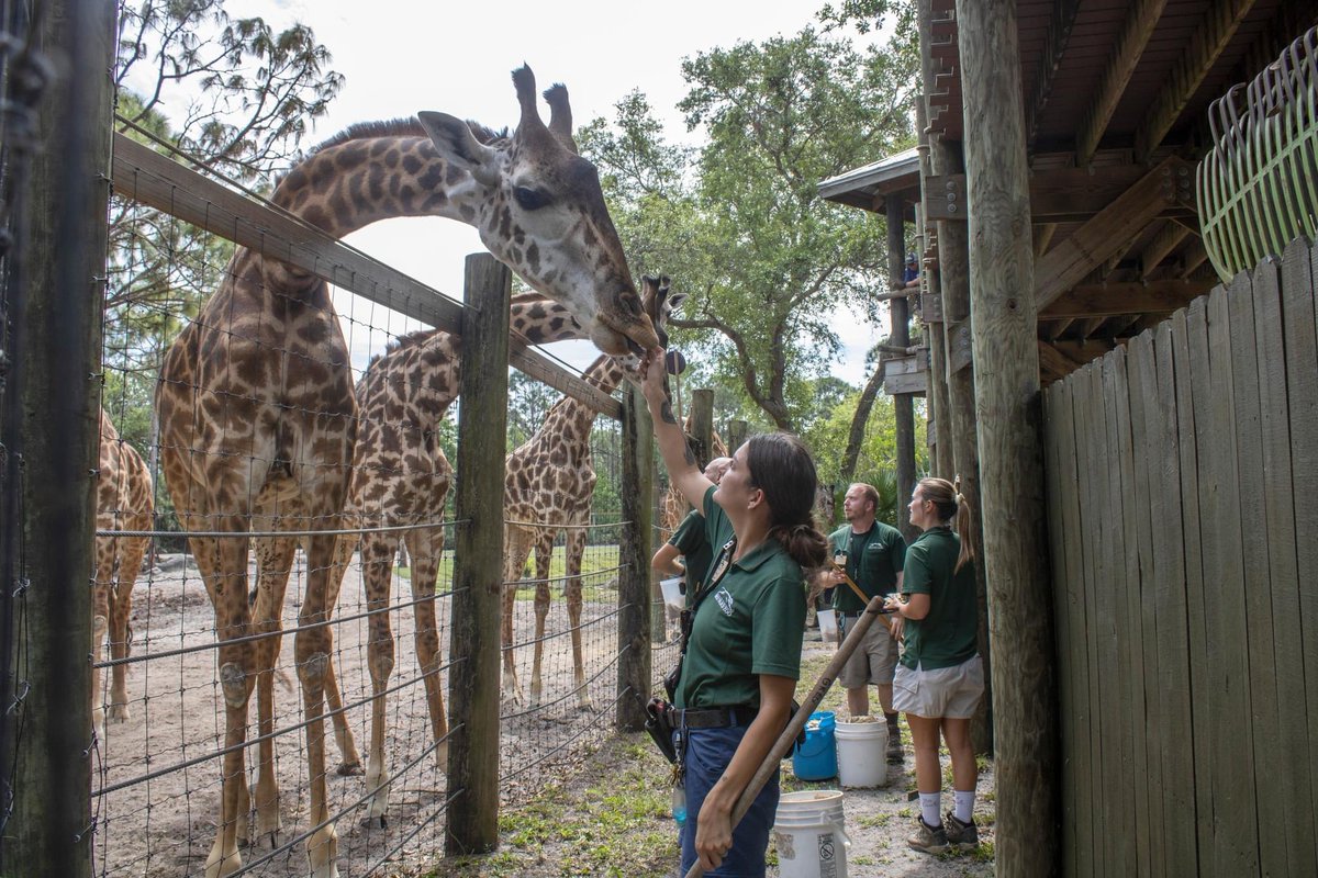Happy #NationalZookeeperWeek! This week, we're putting the spotlight on the incredible animal care staff at Brevard Zoo. We have a passionate team with members who are dedicated to making sure all the animals who call our Zoo home are living their best lives. #WeAreAZA