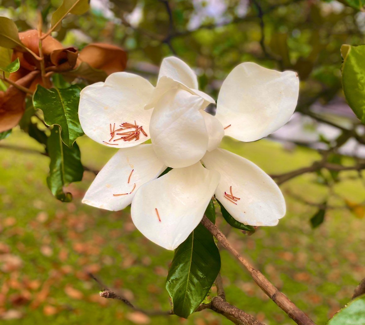 ℳ𝒶𝑔𝓃𝑜𝓁𝒾𝒶 🤍
One of my favorites ☺️
#southernmagnolia #naturelover