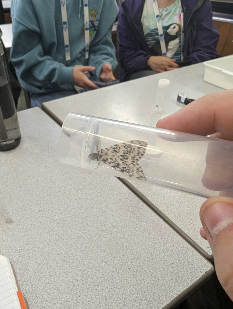 Callum Laing (They/Them) tweet media