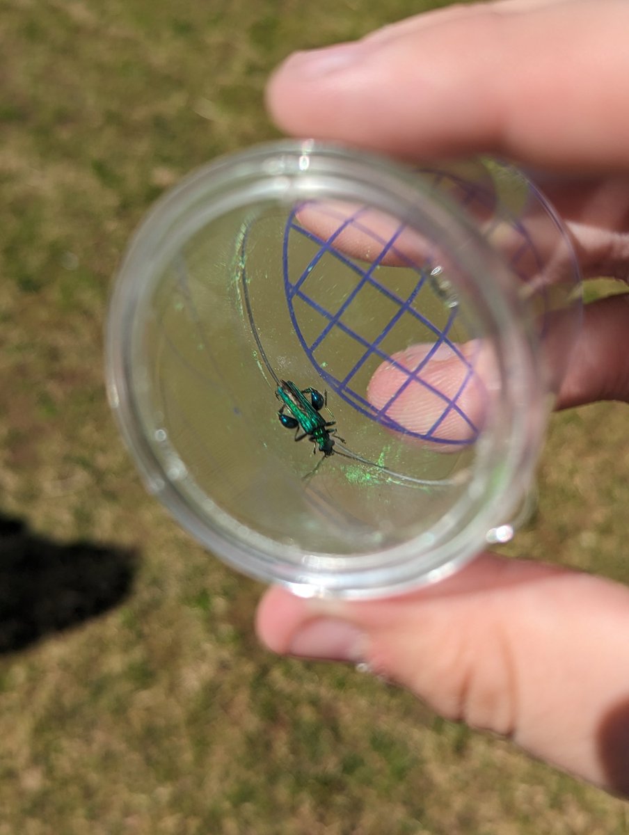 Callum Laing (They/Them) tweet media