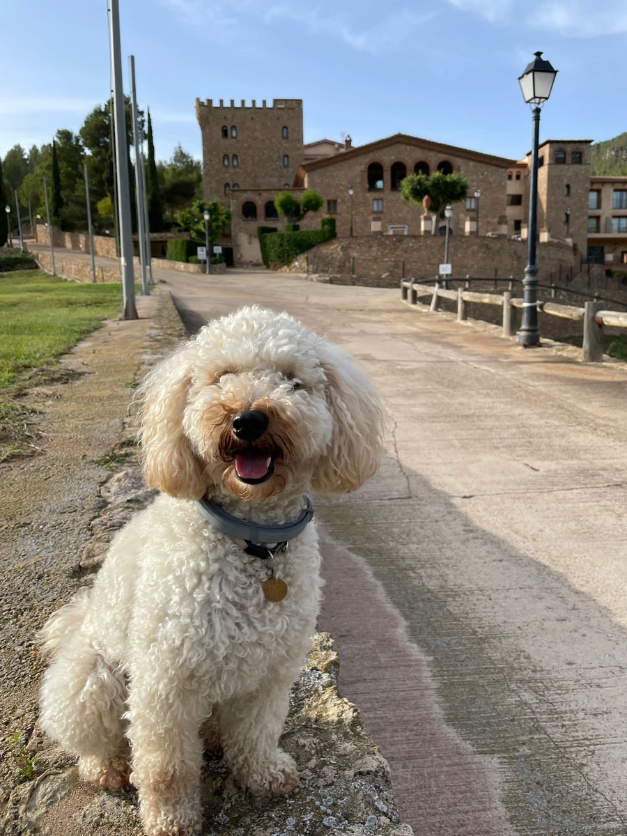 balancingconcep's tweet photo. @jan_leidecker Das stimmt! Deswegen habe ich einen Hund und der darf mit! https://t.co/sbFfVm8wju