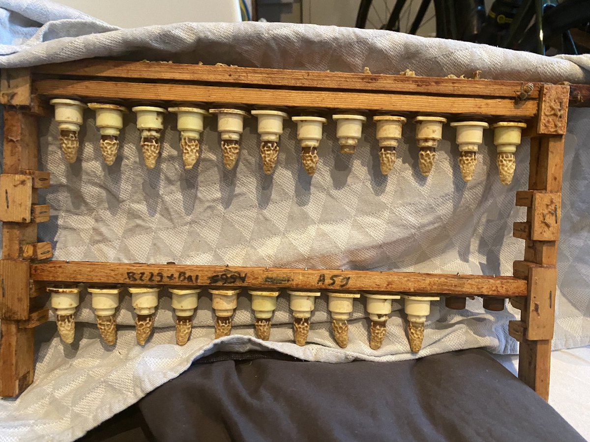 BeeSelective's tweet image. Teelt van de darrenlijn 2024