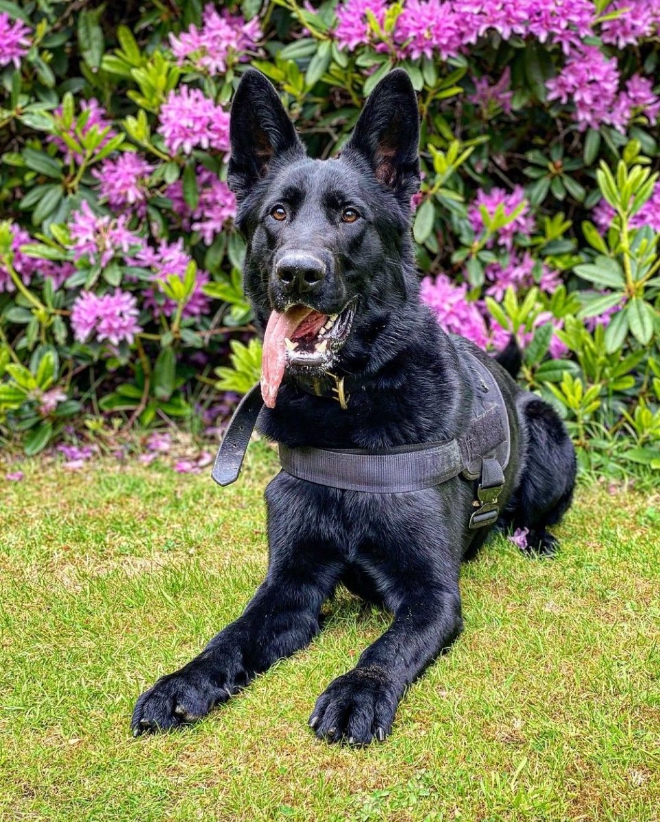 ForceWearHQ's tweet image. Well Done PD Venn🐾
PD Venn was called to assist a victim of domestic abuse. Her ex-partner had made off prior to police arrival, but Venn located him nearby. 🚓

#policedog #policeupdates #forcewearhq #emergencyservices