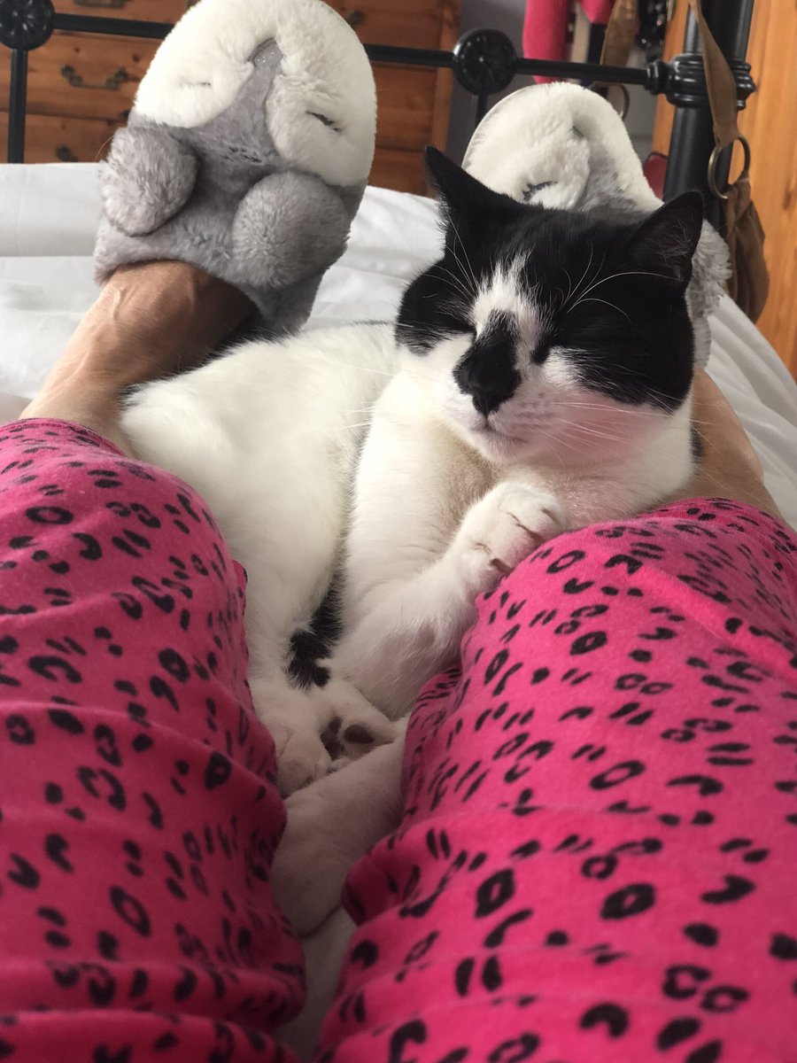 itsasteele_uk's tweet photo. @buitengebieden My cat Billy’s the king of napping! Usually on me 😆 https://t.co/Z0a4bxNYsy
