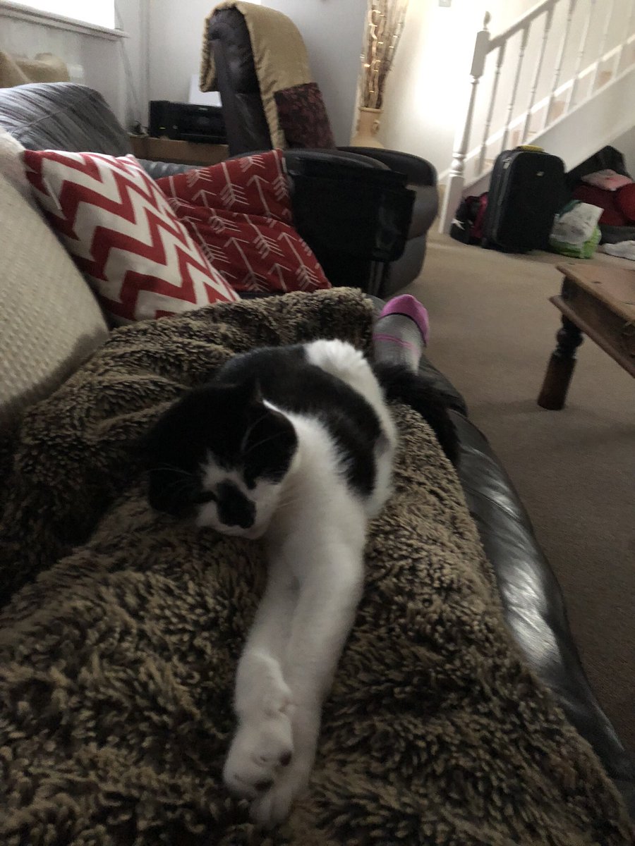 itsasteele_uk's tweet photo. @buitengebieden My cat Billy’s the king of napping! Usually on me 😆 https://t.co/Z0a4bxNYsy