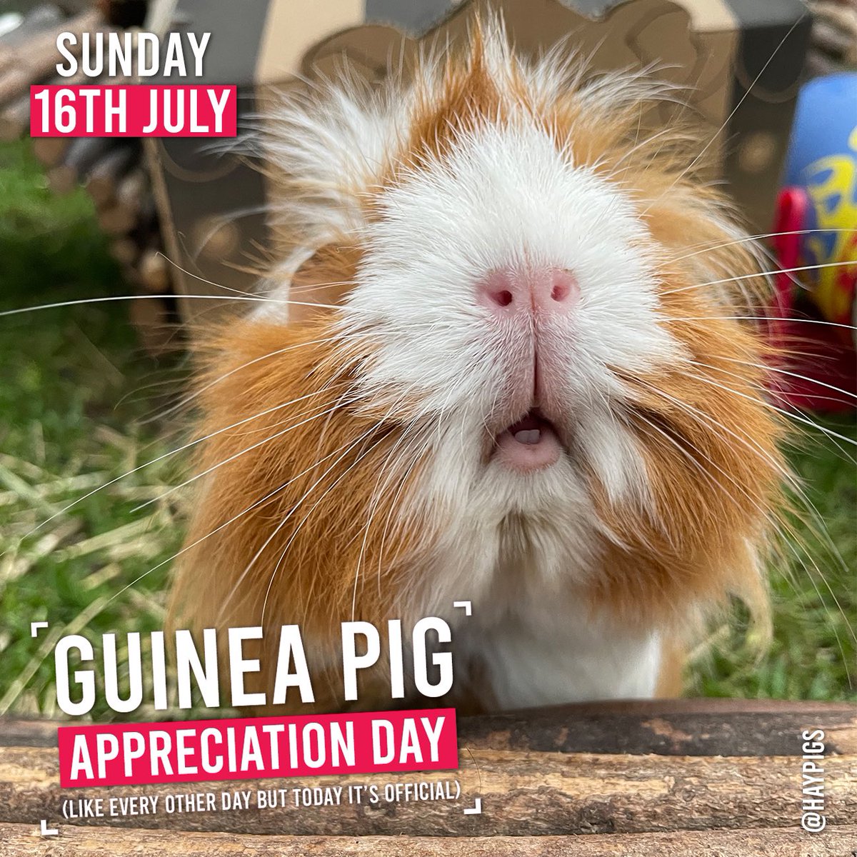 It’s #GuineaPigAppreciationDay 🐹❤️ What’s your favourite Guinea pig feature? 🤔 Is it their boop-able snoot? 🐽Their doughnut lips? 🍩 Their cheeky chops? ☺️ Or their peachy butts?! 🍑 #cutenessoverload #boopthesnoot #cheekychops #doughnutlips #floofs #haypigs #gpad2023