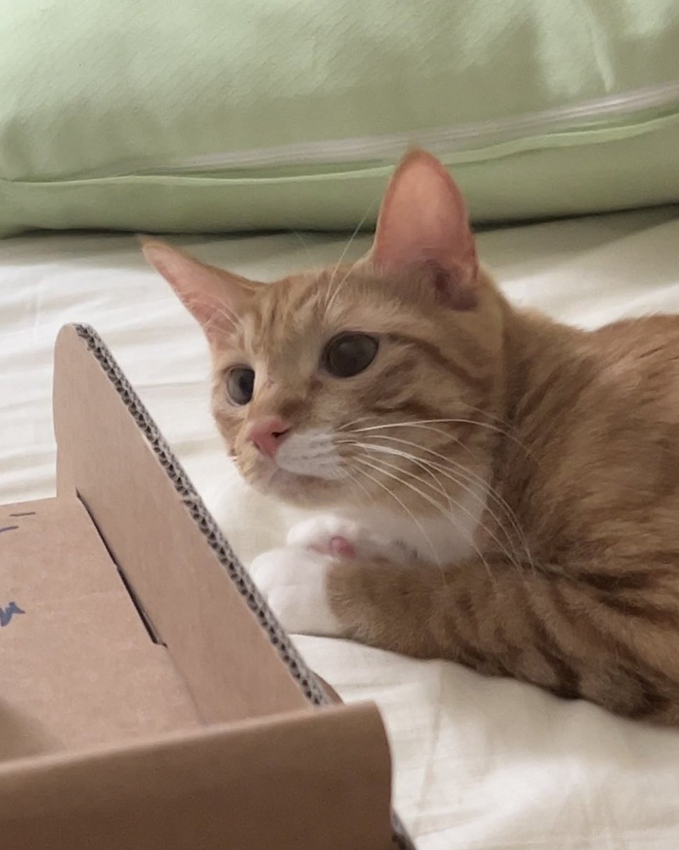 존예 고양이 핑크코 핑크귀 핑크젤리 🩷🩷🩷