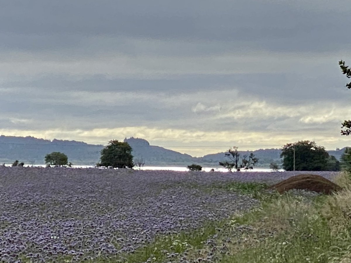 Loch Leven & Bishops hill … all a bit bluesy this morning . Any idea of the purple plant ? @VisitLochLeven @fifetourism #ScottishFarming #LochLeven #Kinross