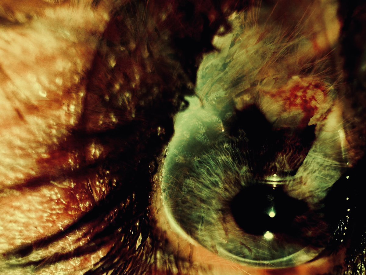 Daniel McCagh tweet media