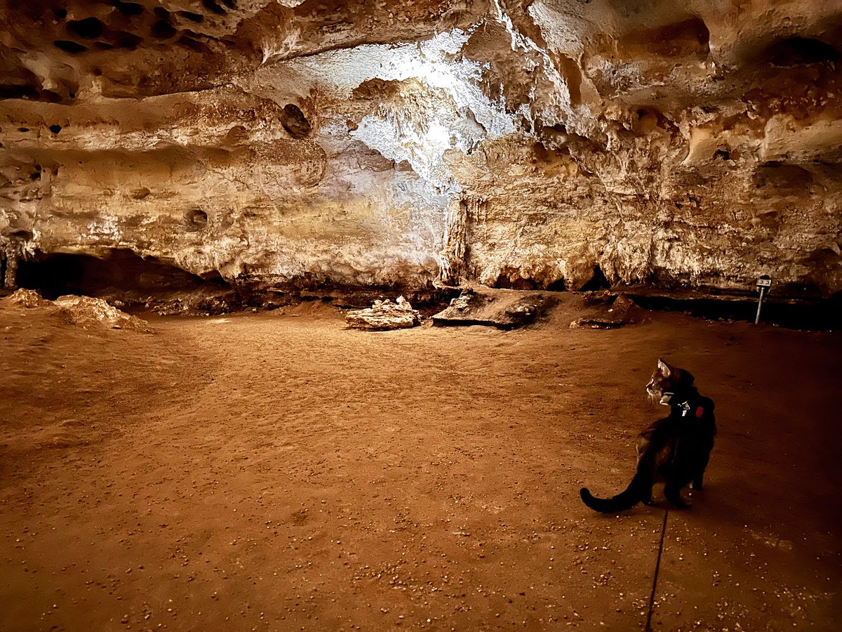When a Choco cat meets her first cave, and wants to live there forever. 

#StickTomatoCave #NaracoorteCaves #AdventureCat #ChocoboChweong