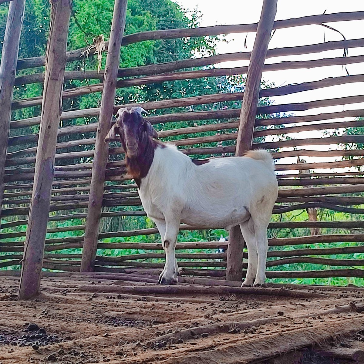 nic8th's tweet photo. Results: Boer X Small EastAfrican Goat(SEA) https://t.co/MbjhQzY6x0