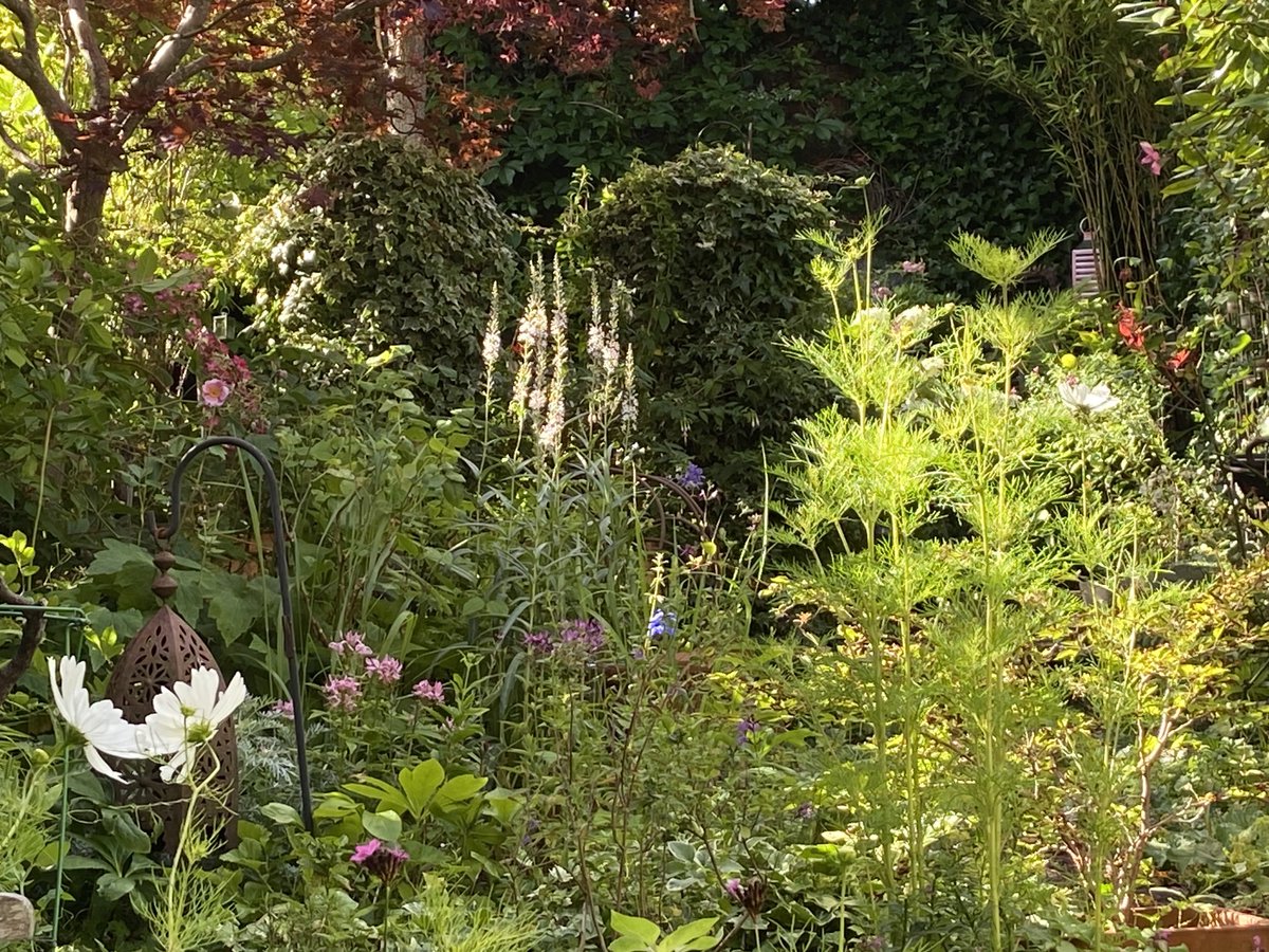 The beauty of Cosmos ⁦<a href="/higgledygarden/">Benjamin Ranyard</a>⁩ thanks Ben