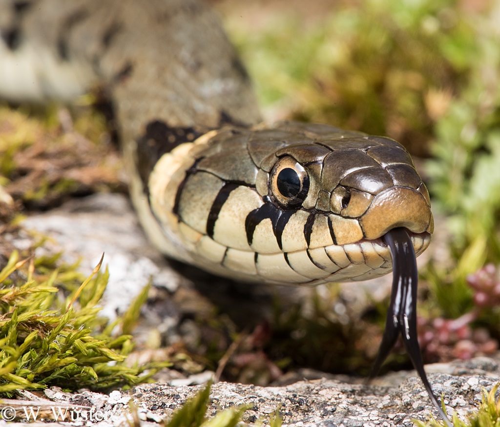 Happy #WorldSnakeDay! Today is all about snake education, so let's learn about the four snake species currently found in the UK!
#herpetology