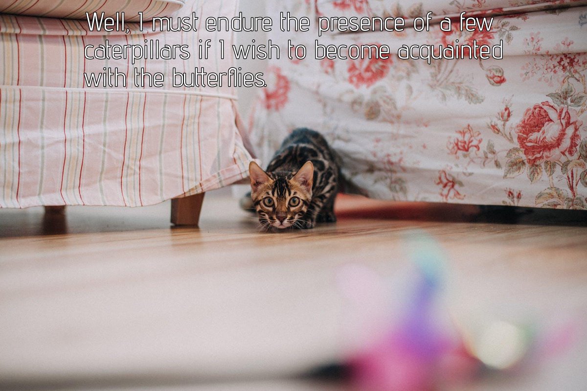 PhilosophyCats's tweet photo. Photo provided by Pexels: https://t.co/VfkySpLiUI

Photographer: Helena Jankovičová Kováčová | https://t.co/nNgZSTjIc5
Original picture: https://t.co/CGDBhbXLX3

#philosophy #cats #CatsOfTwitter https://t.co/TjqnW2FjGr
