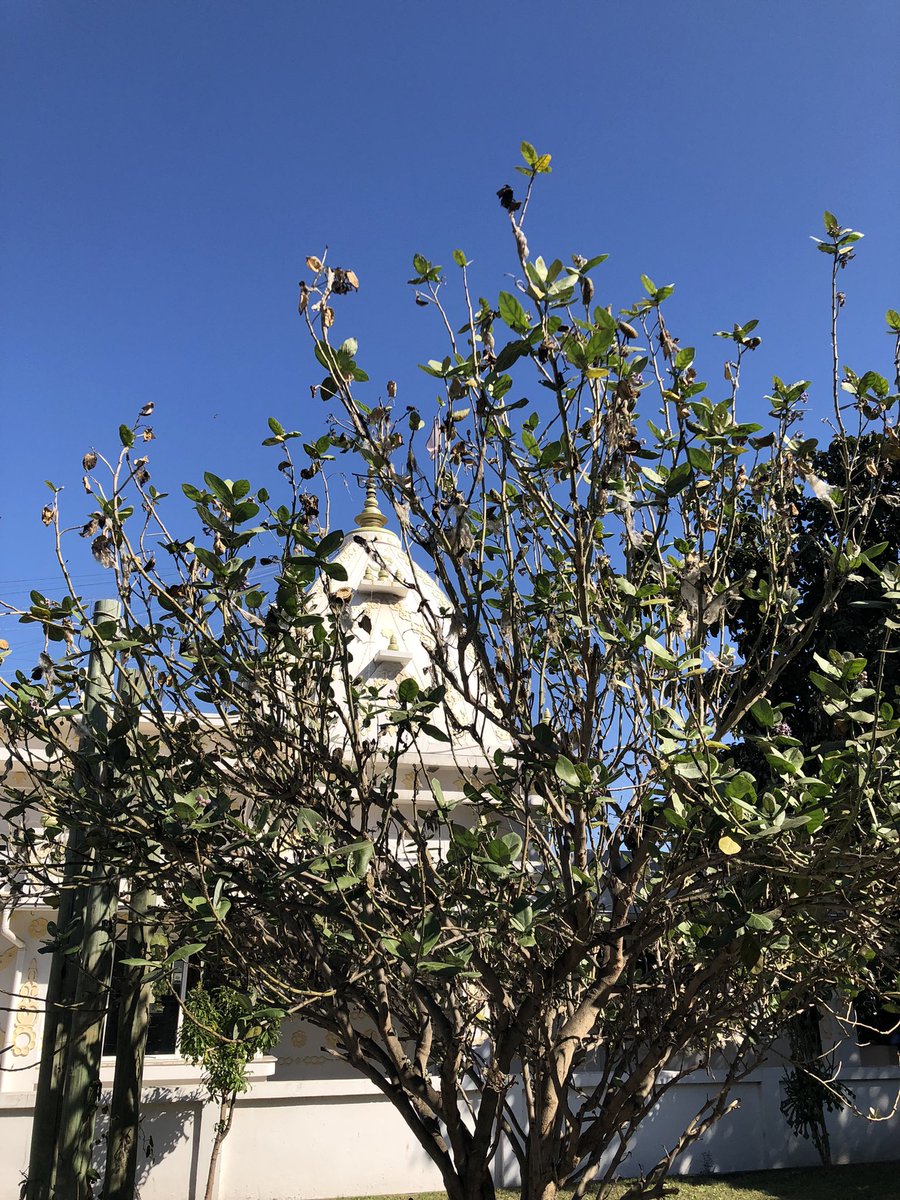 NareshUn's tweet photo. Giant milkweed (Calotropis procera) in the Shiva temple #Maputo #Mozambique. Found throughout dry places in India, the Arka plant is associated with Shiva, Ganesha and Suryadev. The Gods were performing a sacrificial ritual when they spilled milk, from which it emerged. https://t.co/8y3XhuZdC9