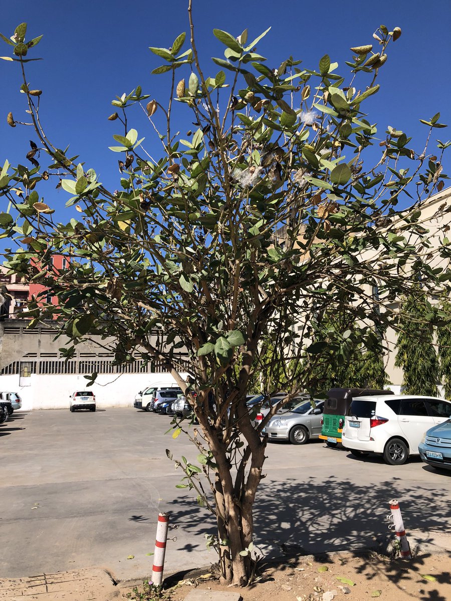 NareshUn's tweet photo. Giant milkweed (Calotropis procera) in the Shiva temple #Maputo #Mozambique. Found throughout dry places in India, the Arka plant is associated with Shiva, Ganesha and Suryadev. The Gods were performing a sacrificial ritual when they spilled milk, from which it emerged. https://t.co/8y3XhuZdC9