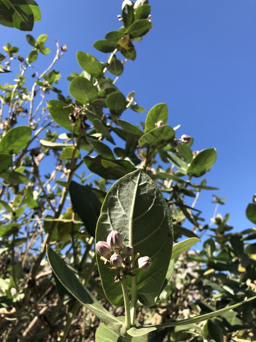NareshUn's tweet photo. Giant milkweed (Calotropis procera) in the Shiva temple #Maputo #Mozambique. Found throughout dry places in India, the Arka plant is associated with Shiva, Ganesha and Suryadev. The Gods were performing a sacrificial ritual when they spilled milk, from which it emerged. https://t.co/8y3XhuZdC9
