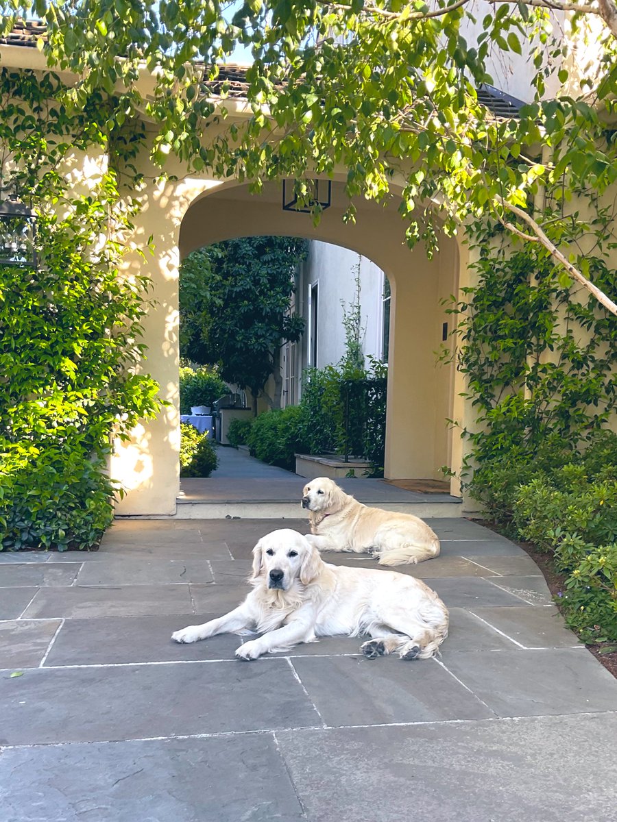 Happy anniversary Golden Retrievers!!

155 years since the birth of these magical creatures.  Best dogs in the world. ❤️❤️
