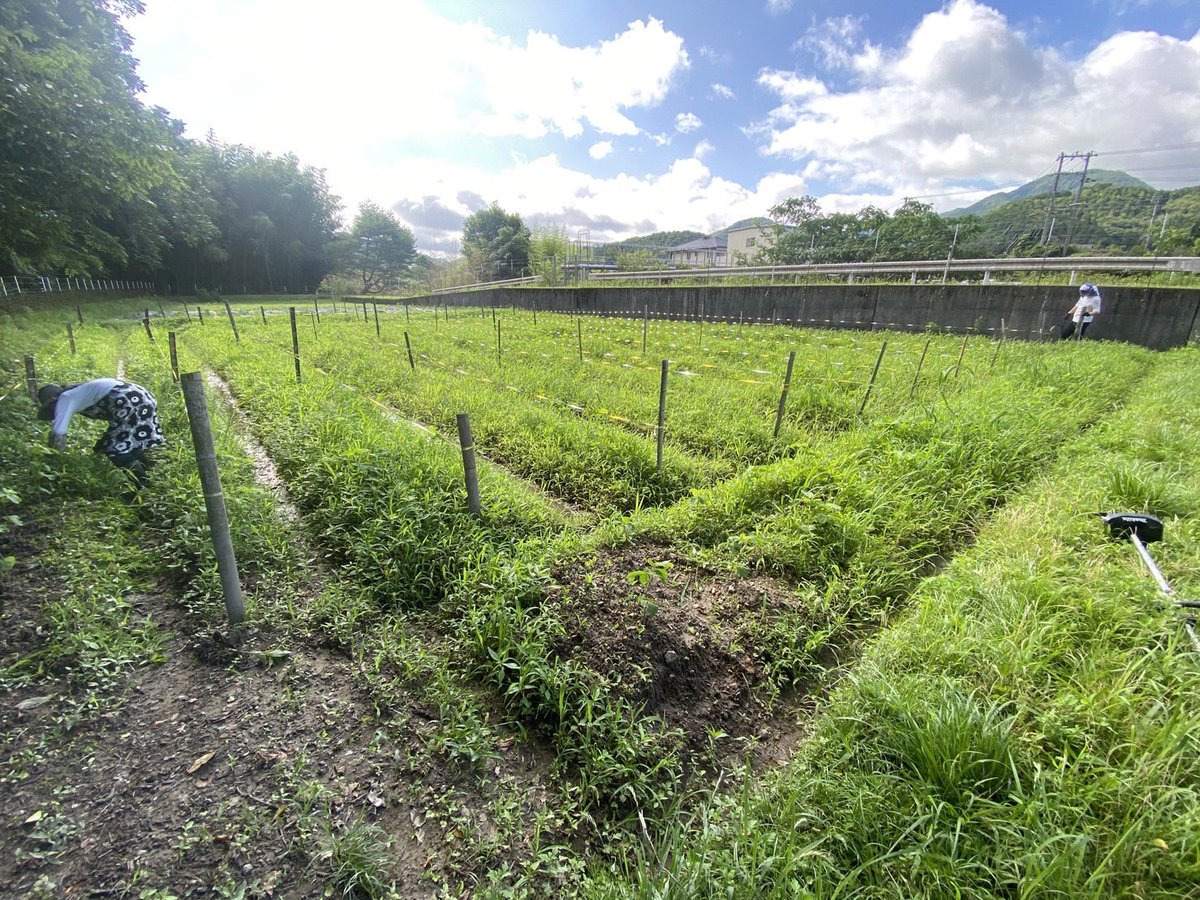 coco_sasayama's tweet image. 今日は朝から黒豆の草ひき🌱

除草剤を使わないのでその分草ひきが大変ですが、安心して食べれるものを作るためには必要な作業です😁

#丹羽篠山 #農業 #草ひき #黒豆