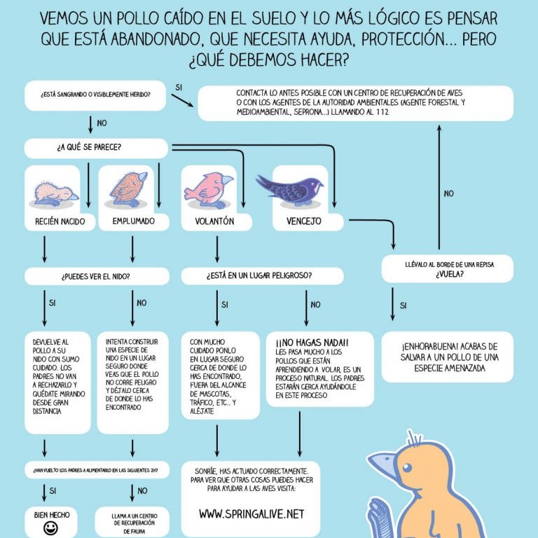 Por estas fechas es habitual ver pollos de #aves fuera del nido.🐥 ¿Qué debes hacer?🤔
#NoLoCojas❗ Seguramente sus progenitores andan cerca y solo está explorando. Si está herido🔜 centro de recuperación de fauna.🆘
ℹ🔗 seo.org/2022/05/25/he-…