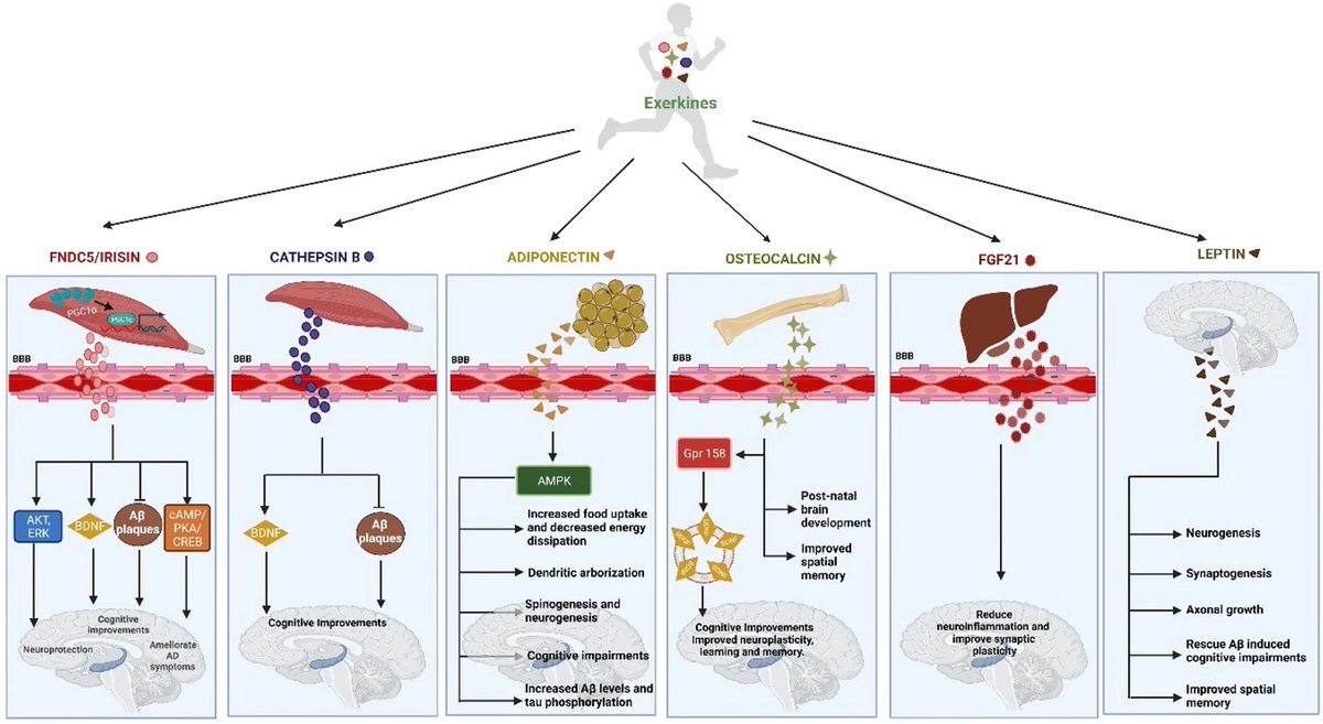 Exercise-mediated release of various exerkines from different tissues and their effects on the hippocampal region of the brain:
link.springer.com/article/10.100…