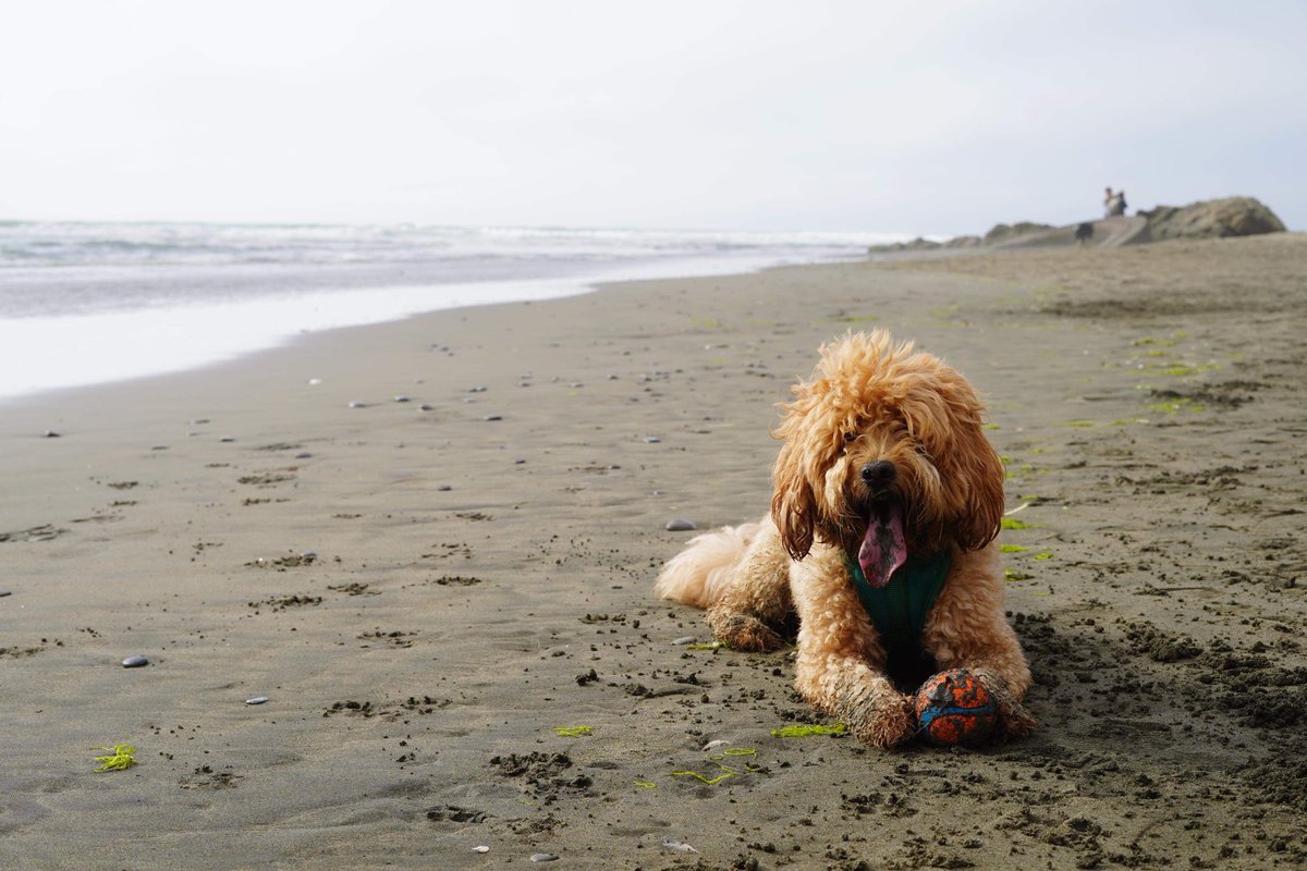 pochidoodle's tweet photo. この世の地面を全て掘り尽くすまで穴掘りをやめない犬 https://t.co/eV8cB76dbN