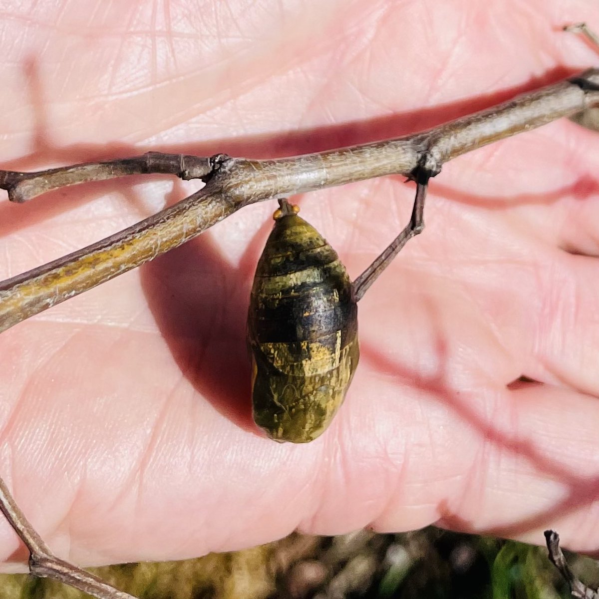 Chrysalis surprise package hanging off our Robinia tree. Can’t wait to see what pops out. ⁦<a href="/gotlegsmacro/">Caitlin Henderson (She's got Legs)</a>⁩ ⁦<a href="/EntSocVic/">Entomological Society of Victoria 🐛🐜🦟🐞🕷️🦗</a>⁩ #chrysalis