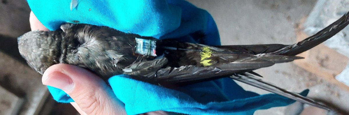 This is probably the first ever #migration of a #swift Apus apus that is possible to follow on live view! Deployed by our team in NItaly some weeks ago. Thanks to @animaltracking for having the opportunity of realizing this pilot with 5 #Icarus 1.3g tags.