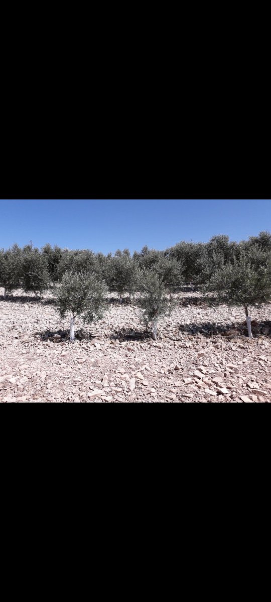 vallcorbi's tweet photo. Un exemple pràctic de la frase popular " Els catalans de les pedres en fem pans" , en aquest cas oli i vi.
#Nalec #BaixaSegarra #Pagesos #Lleida #ValldelCorb https://t.co/CguBPkWfJE
