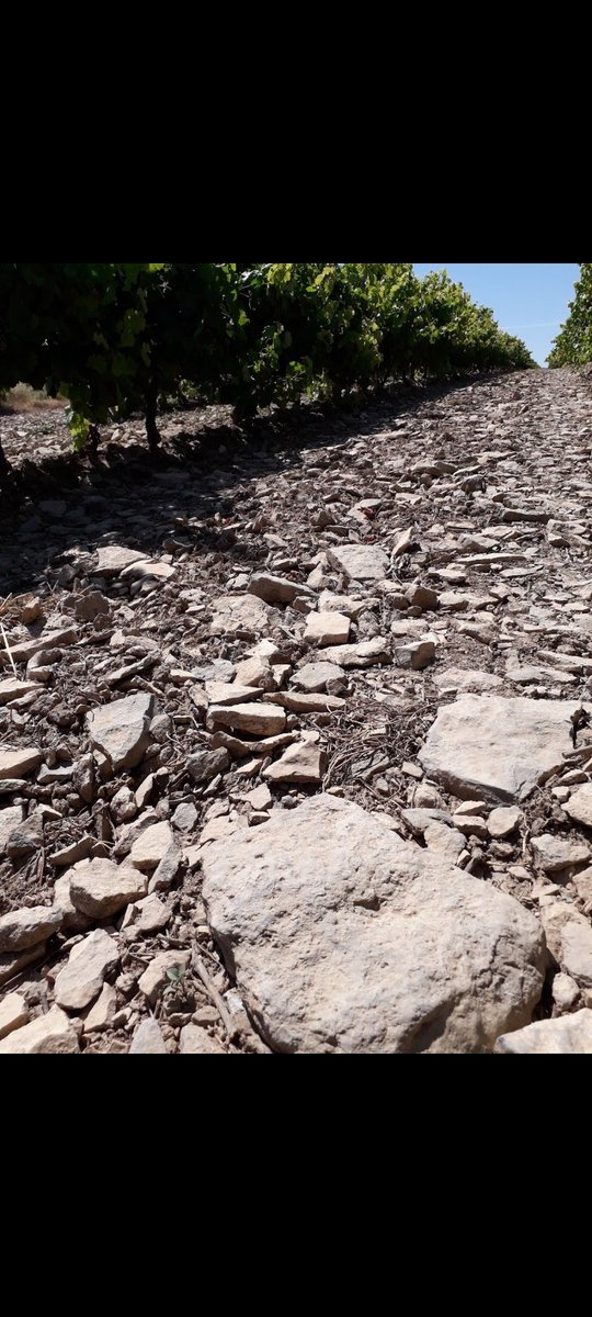 vallcorbi's tweet photo. Un exemple pràctic de la frase popular " Els catalans de les pedres en fem pans" , en aquest cas oli i vi.
#Nalec #BaixaSegarra #Pagesos #Lleida #ValldelCorb https://t.co/CguBPkWfJE