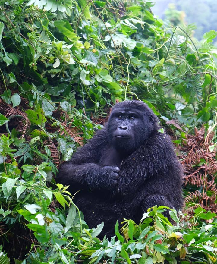 AllUgandaSafari's tweet photo. Short on time but still want to experience the thrill of #gorilla trekking? 🦍
Our 1-day gorilla trekking tour in Uganda is just for you!

Book now and embark on an adventure of a lifetime. https://t.co/PXt3KipN3I

#allugandasafaris #GorillaTrekking #UgandaSafari #bwindi #Uganda https://t.co/liYbp7mSGV