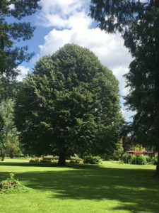 MengedeI's tweet photo. Vom Klang der Blätter in den Bäumen
Zu den beiden Fotos schreibt Fotografin Eva Latterner:
Auf einer kürzlichen Radtour durchs Münsterland habe ich Burg Hülshoff  besucht. Der Park beeindruckt durchseine großen Solitärbäume und beim Anblick der

https://t.co/IvwmADS07g https://t.co/NtfzGVsBc2