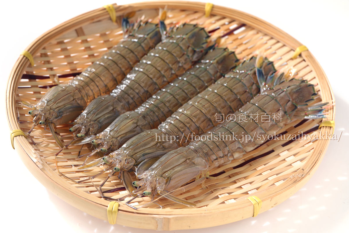 今年ってシャコ大漁なの？＼(◎o◎)／！

久しぶりじゃない？食べたいね