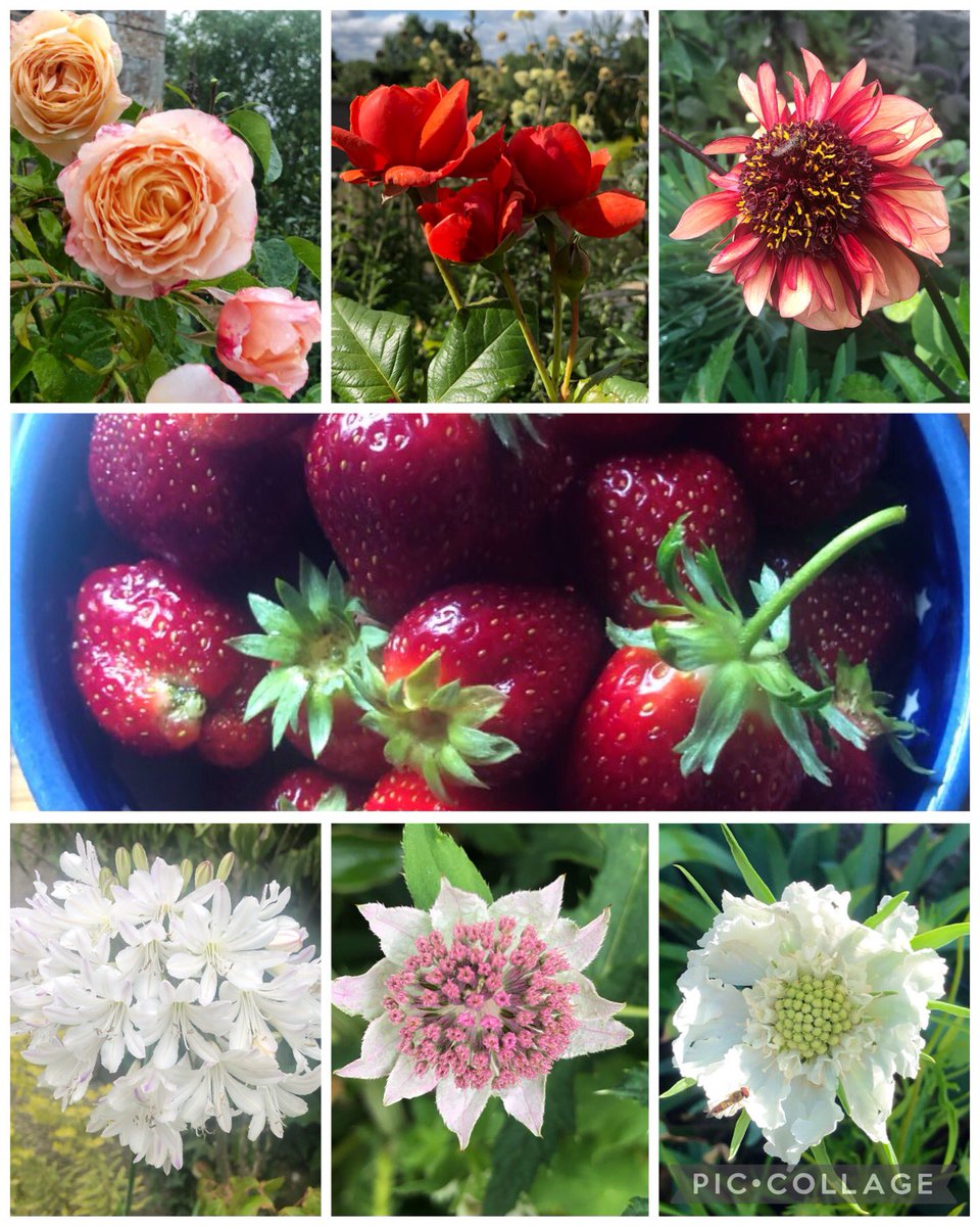 Seven of my favourite photos of the past week from #mylittlegarden and #allotment #SevenonSunday