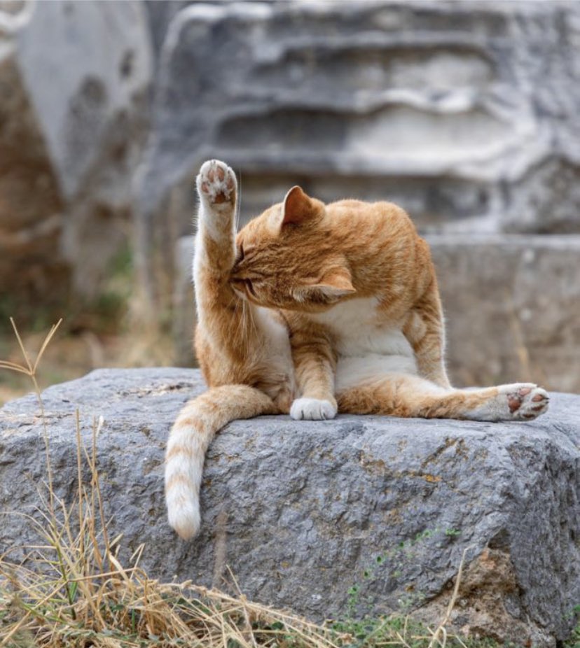 Bacon Queen 🥓👸🏼🥓 on Twitter "Something about cats and their hind legs. 😸"