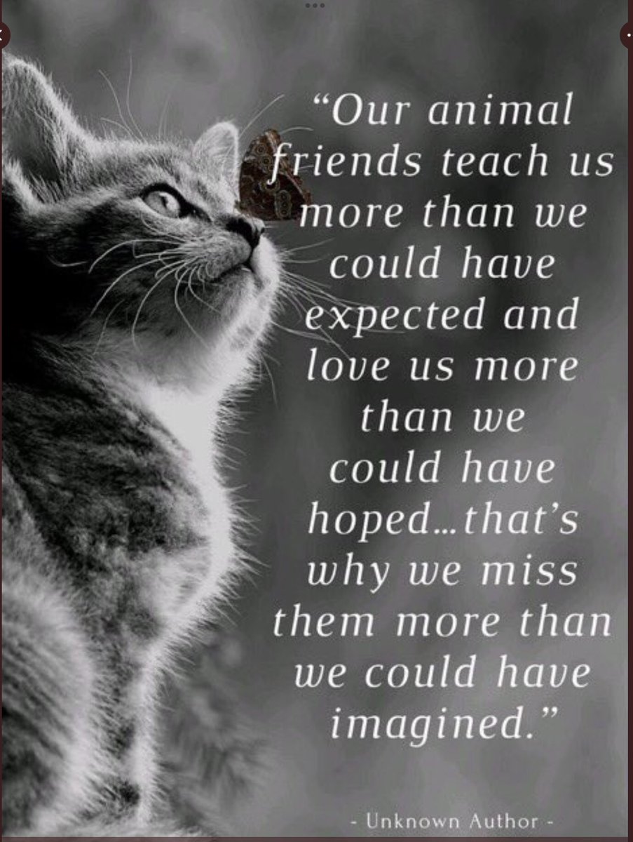 @linkinparktom @Scousebuttons I'm so sorry for your loss. What a Beautiful cat. Until you meet again at the 🌈