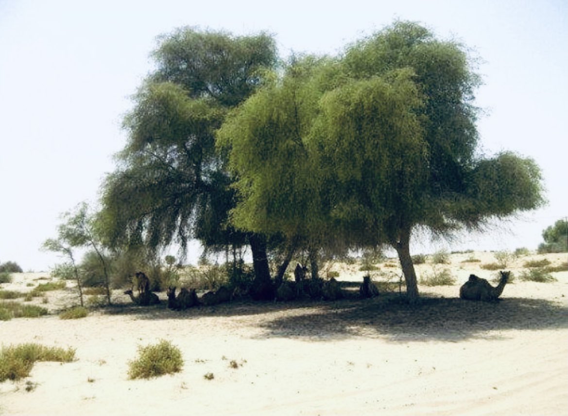 زراعة الأشجار منافعها كثيرة…